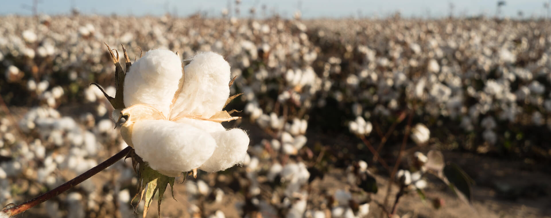 Coton bio ou coton organic - comment s'y retrouver ?