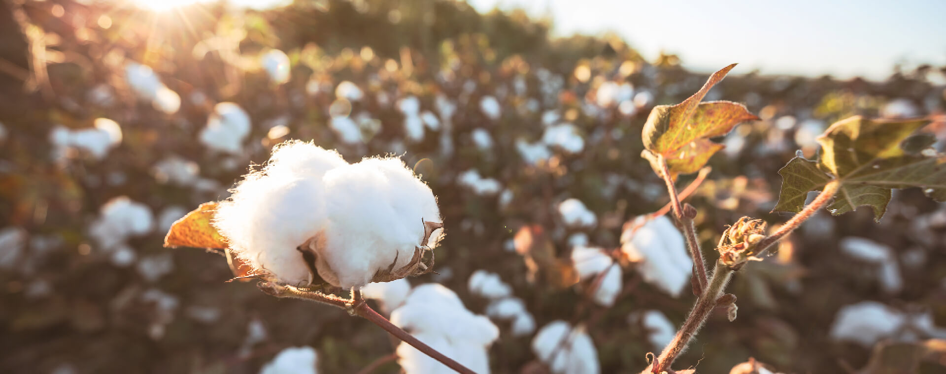 Le coton biologique a besoin d'un coup de pouce - Organic in
